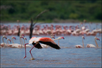 Flamingi na jeziorze Bogoria