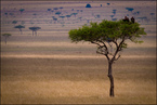 Masai Mara