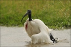 Ibis czczony