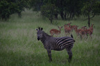 Zebra w deszczu