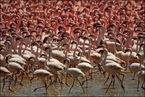 Flamingi na jeziorze Bogoria