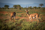 Impala