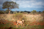 Impala