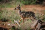 Dikdik