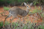 Dikdik