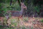 Dikdik