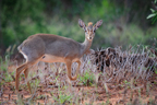 Dikdik