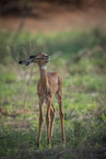 Młoda impala