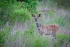 Kudu