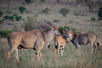 Eland