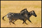 Zebra #5