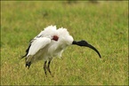 Ibis czczony