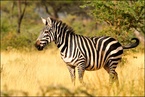 Zebra