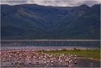 Flamingi na jeziorze Bogoria