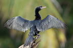 Kormoran skromny