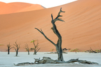 Deadvlei