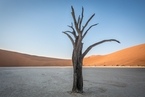 Deadvlei