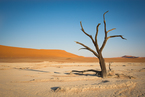 Deadvlei