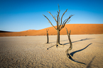 Deadvlei