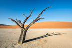 Deadvlei