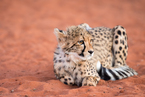 Gepard