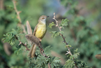 Prinia obrożna