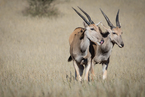 Eland