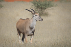 Eland