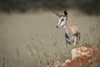 Młody springbok