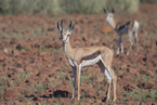 Springbok