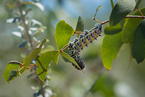 Mopani worm