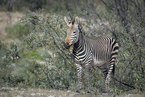 Zebra górska