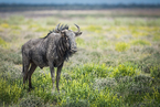 Antylopa Gnu