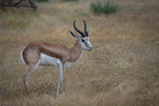 Springbok