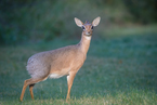 Kirk's Dikdik