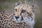 Gepard