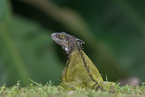 Iguana