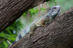 Iguana