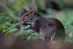 Agouti